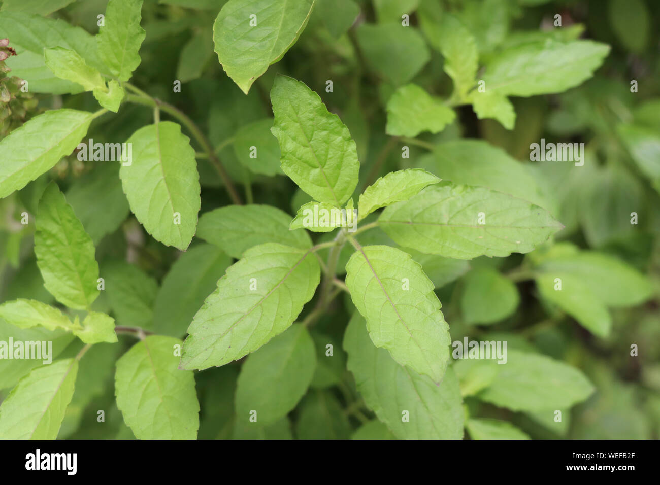 Holy basil leaves on the Holy basil tree. Holy basil leaves are useful