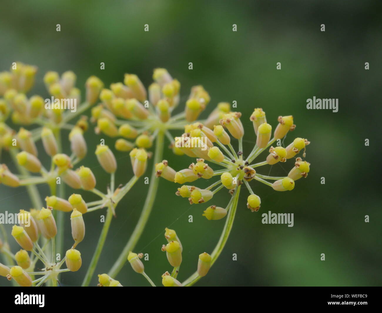 Yellow fennel seed head Stock Photo Alamy