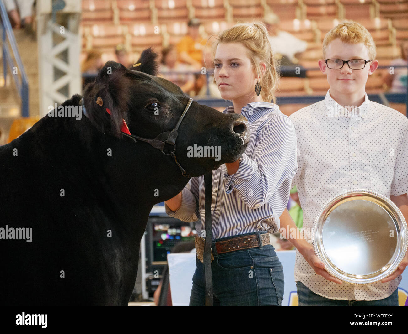 Champion cow hires stock photography and images Alamy