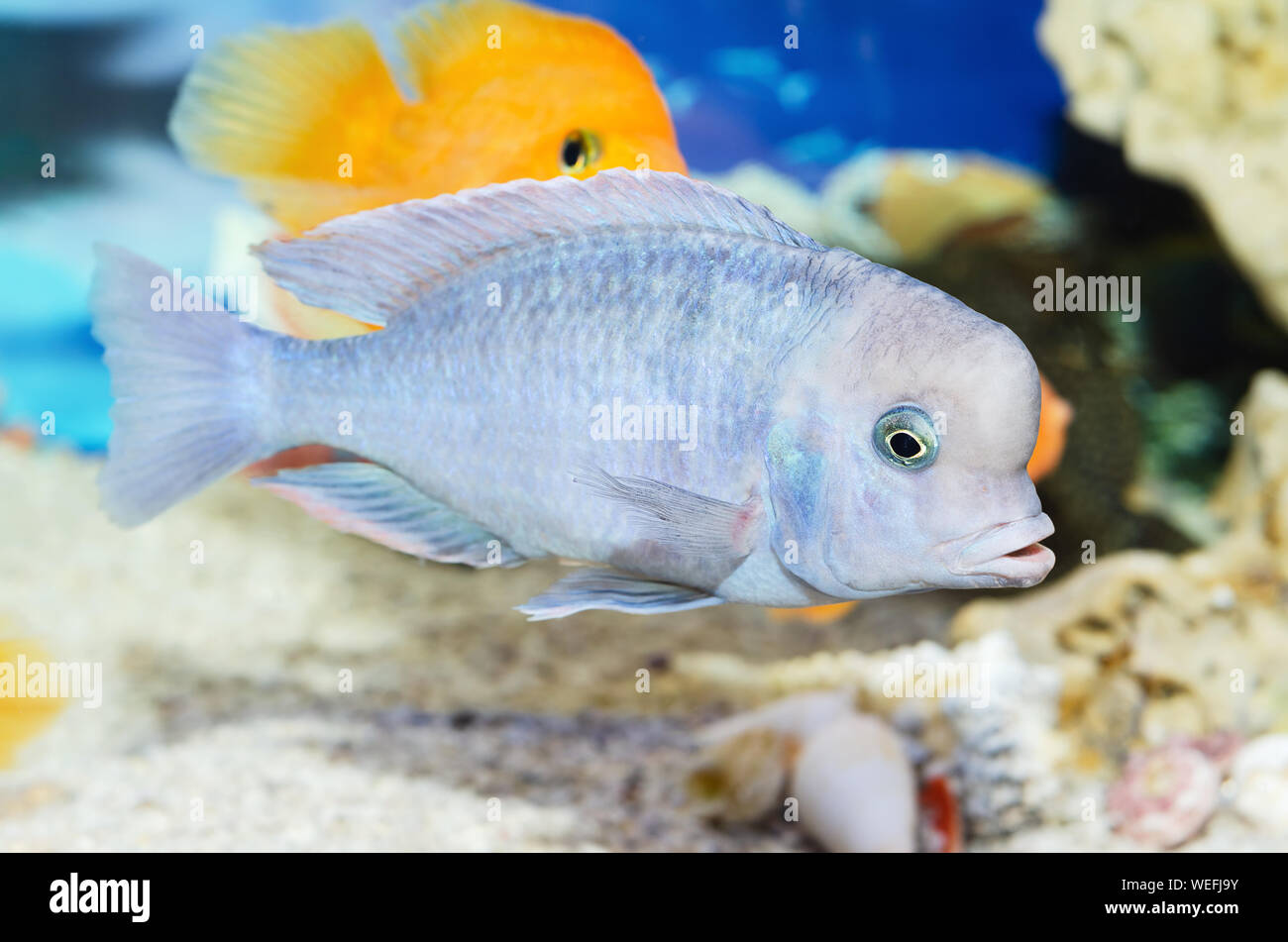 Beautiful blue fish swim in the aquarium. Selective focus Stock Photo