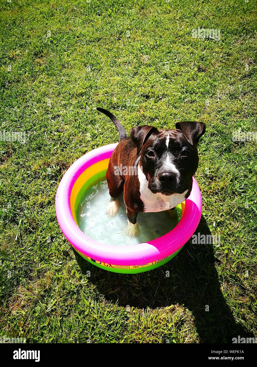 Portrait american staffordshire terrier in hi-res stock photography and  images - Alamy