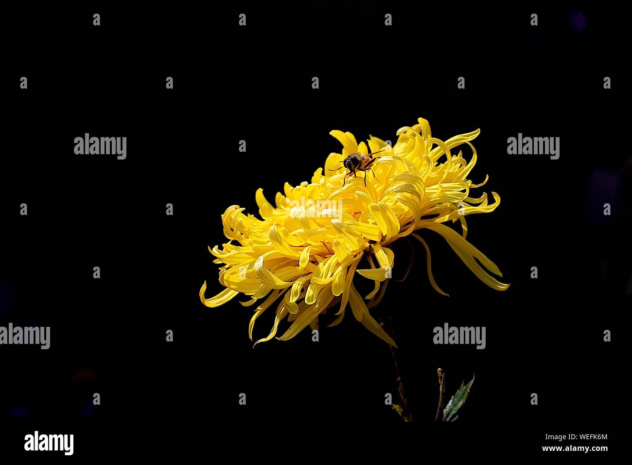 Close-up Of Bee Pollinating On Yellow Chrysanthemum Against Black Background Stock Photo