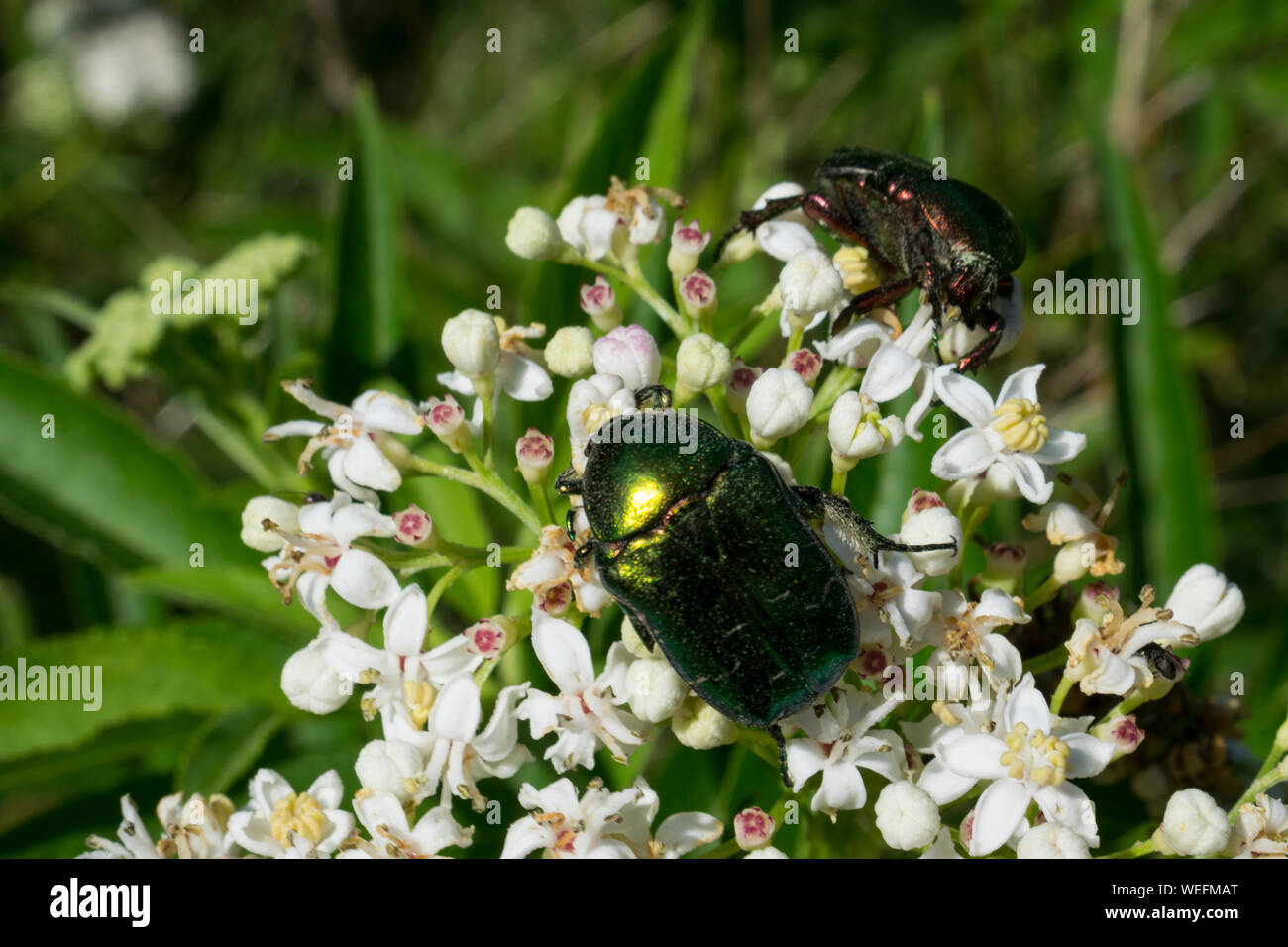 Pollination by beetles hires stock photography and images Alamy