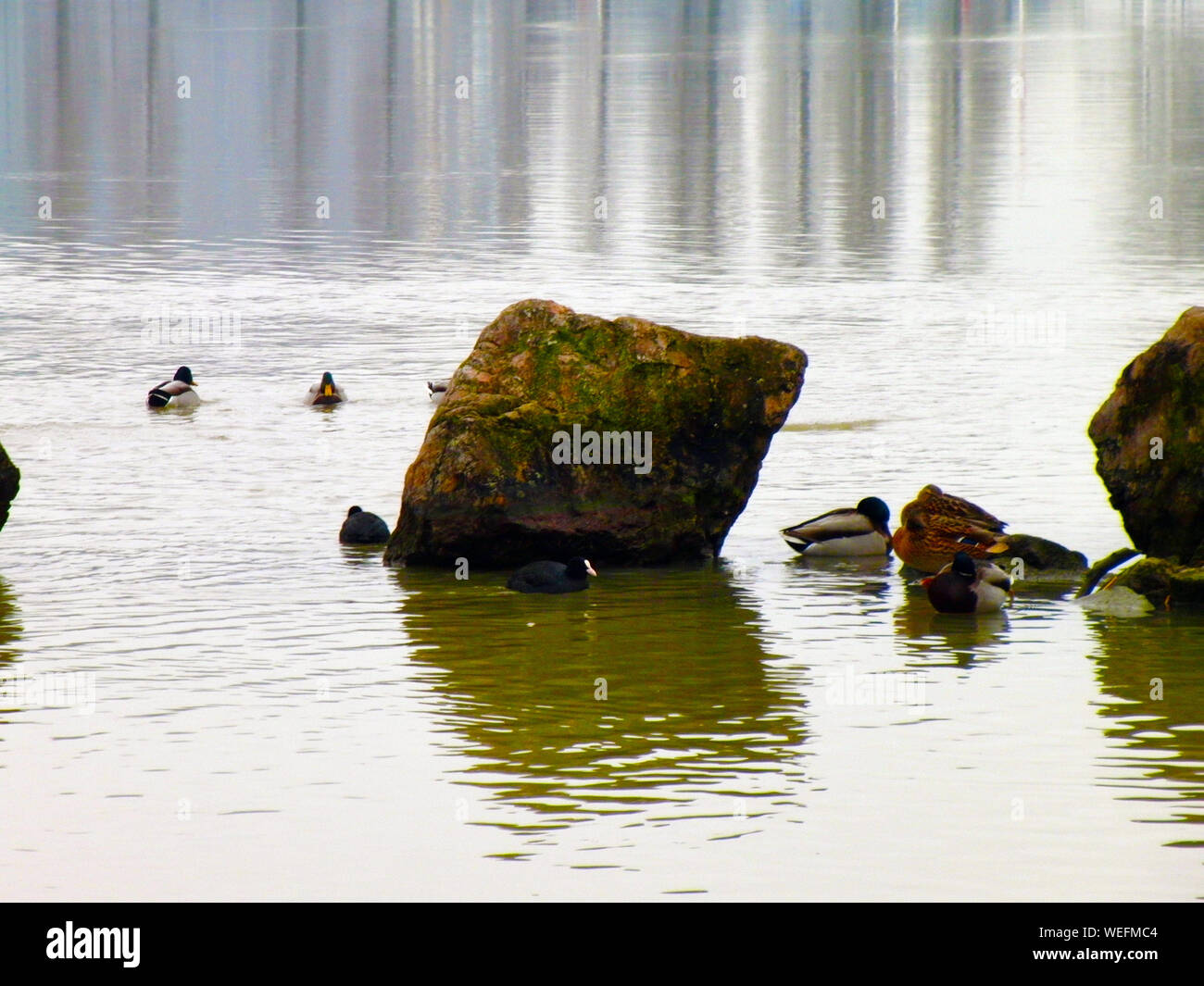 Mallard Dusks By Rocks In Lake Stock Photo