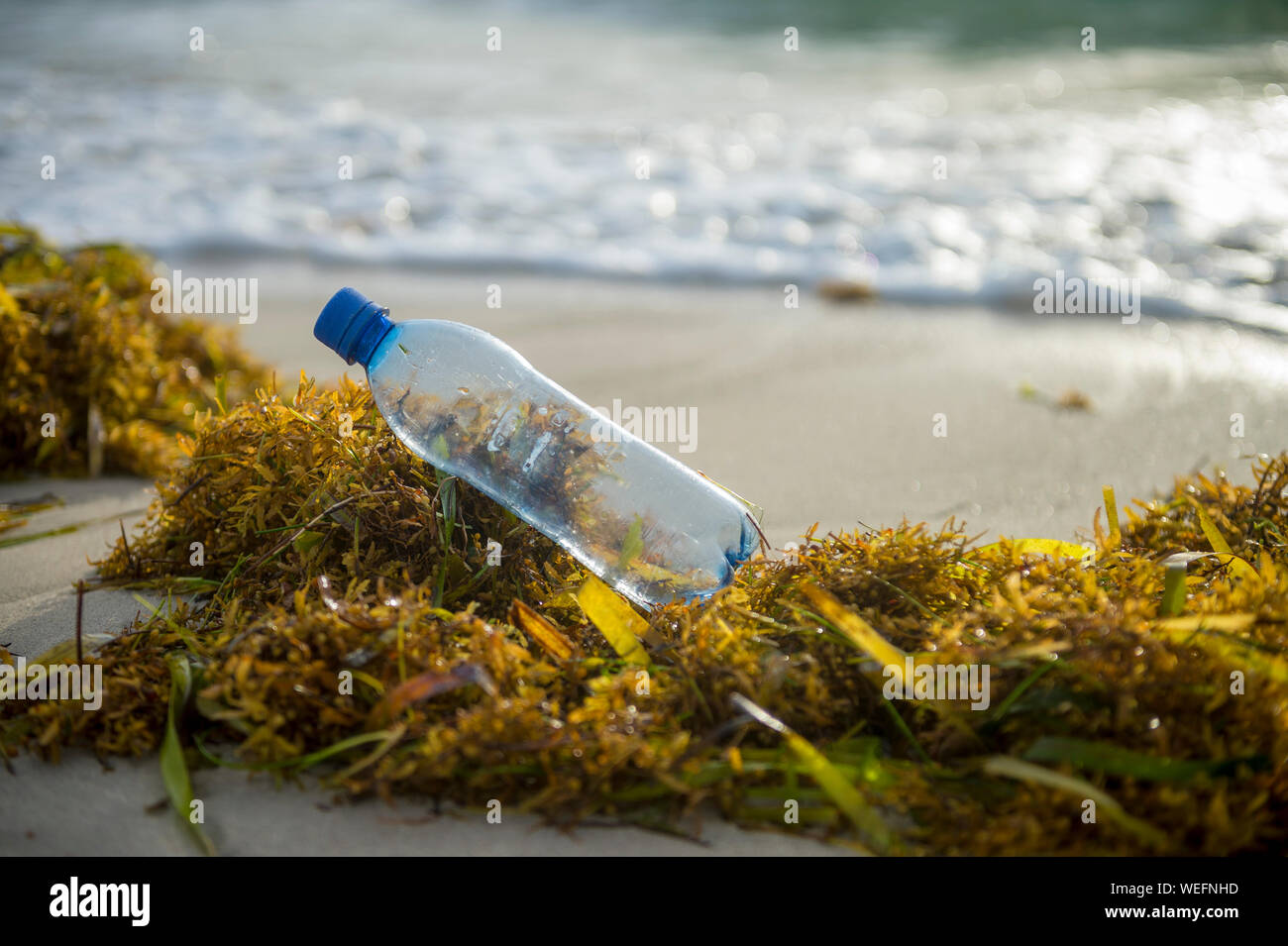 A used plastic water bottle sits on a bed of sargassum seaweed washed onto a tropical beach, highlighting the worldwide crisis of plastic pollution Stock Photo
