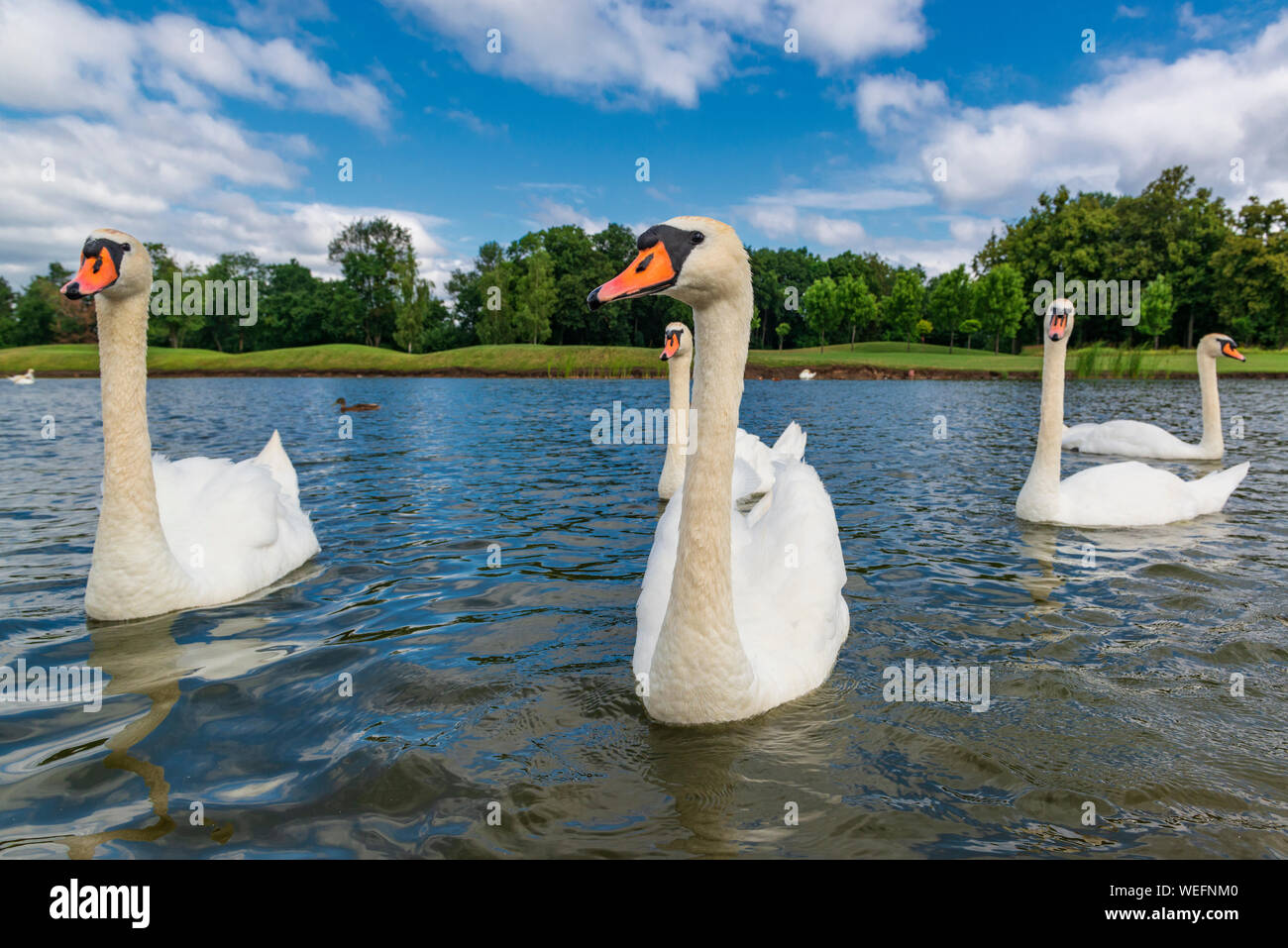 Flock of curious white swans in the pond. Beautiful big birds. Stock Photo