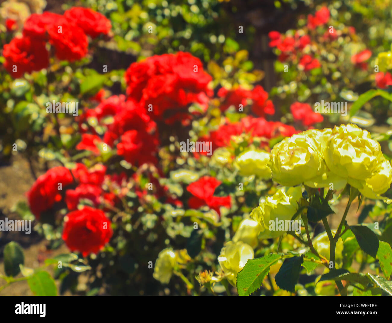 New Zealand Flowers Stock Photo Alamy