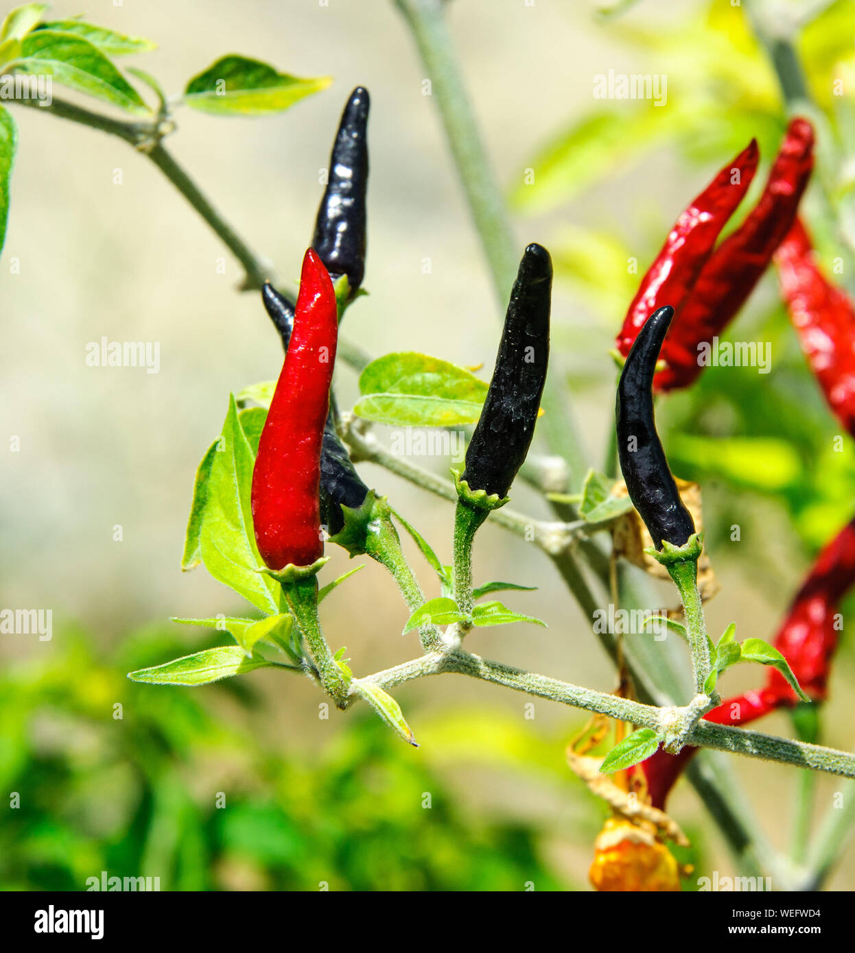 Close-up Of Black And Red Chili Peppers On Plant Stock Photo - Alamy