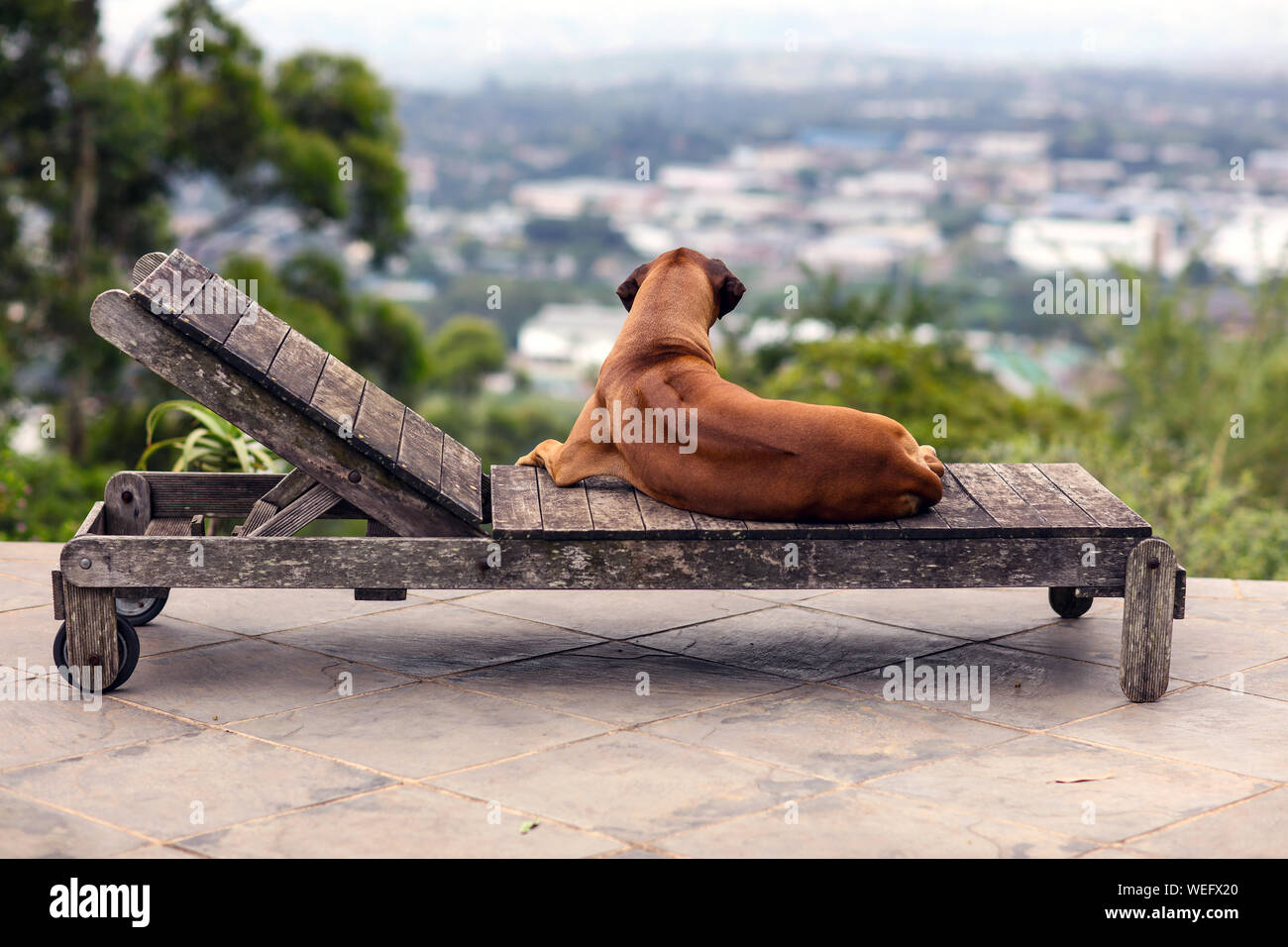 doggy lounge chair