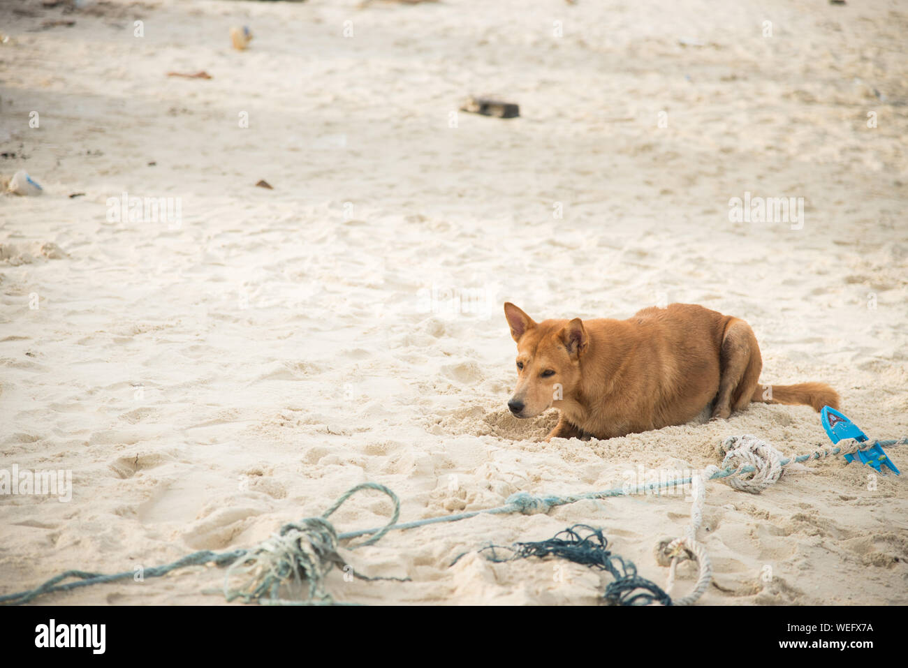 Dog On Sand At Beach Stock Photo Alamy
