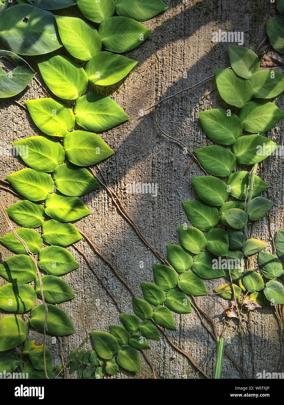 Creeper plant hires stock photography and images Alamy