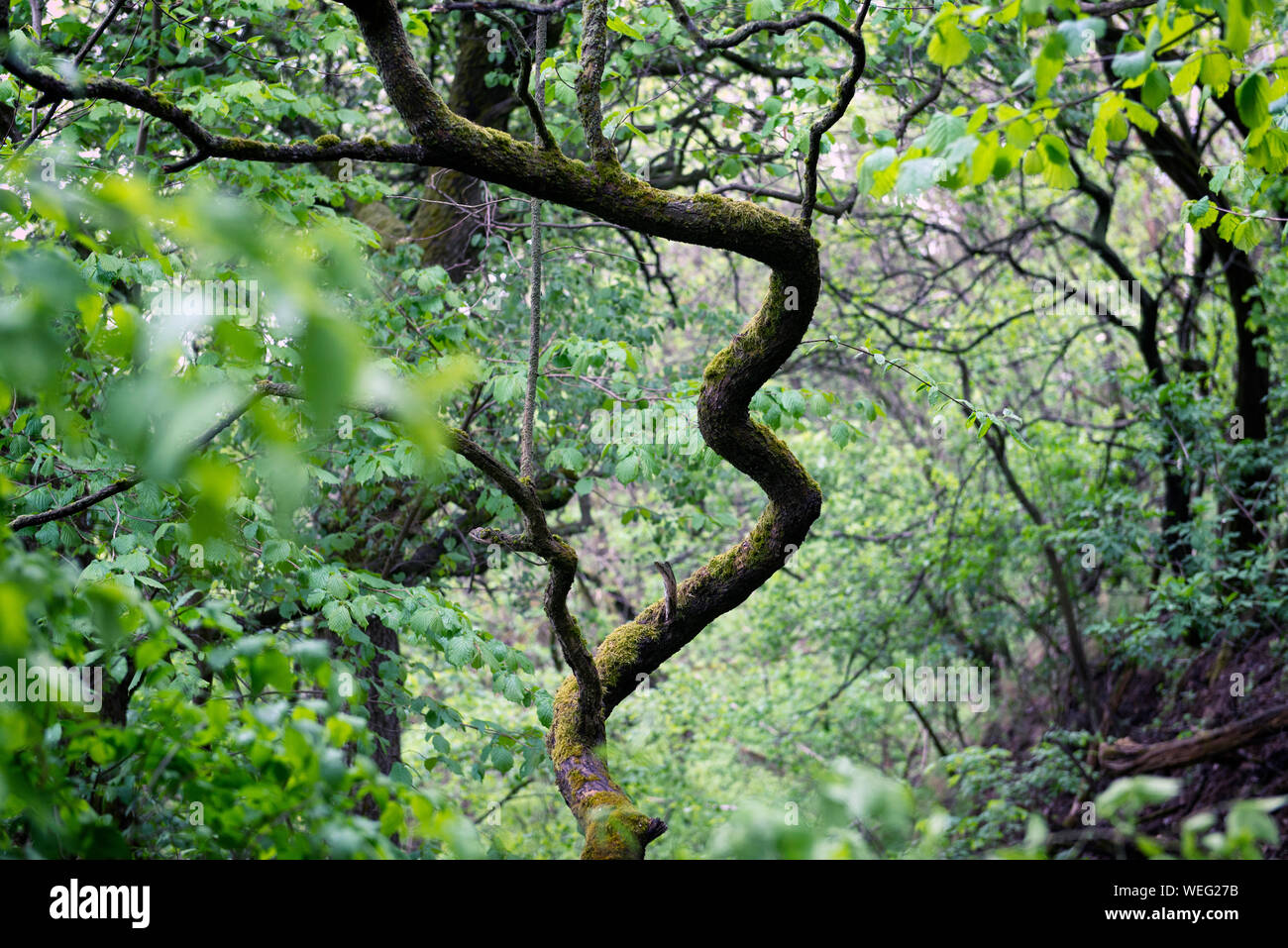 Beautiful curvy tree in a forest after rain Stock Photo