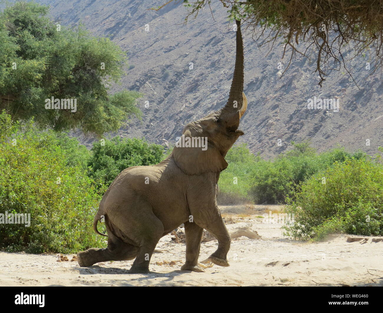 Bellowing Elephant On Sand By Plants And Mountain Stock Photo