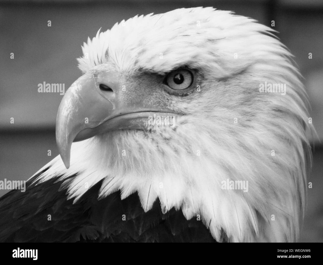 Bald eagle looking at you Black and White Stock Photos & Images Alamy