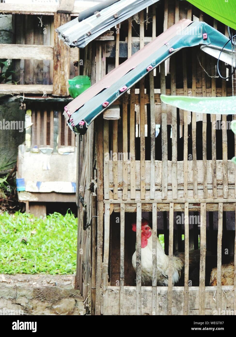 Chickens cages wood hires stock photography and images Alamy
