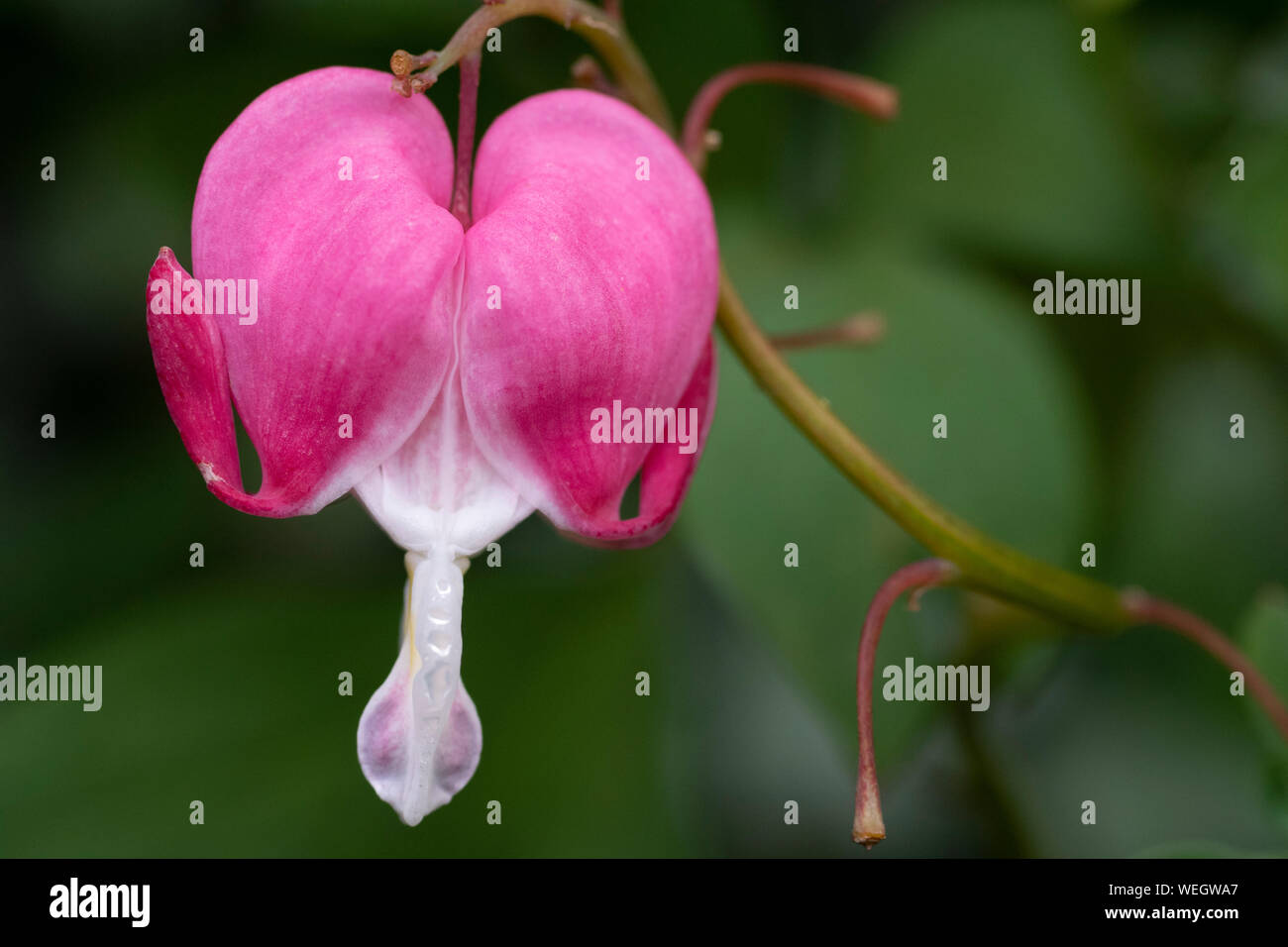 Bleeding heart flower (dicentra spetabilis) in close up Stock Photo
