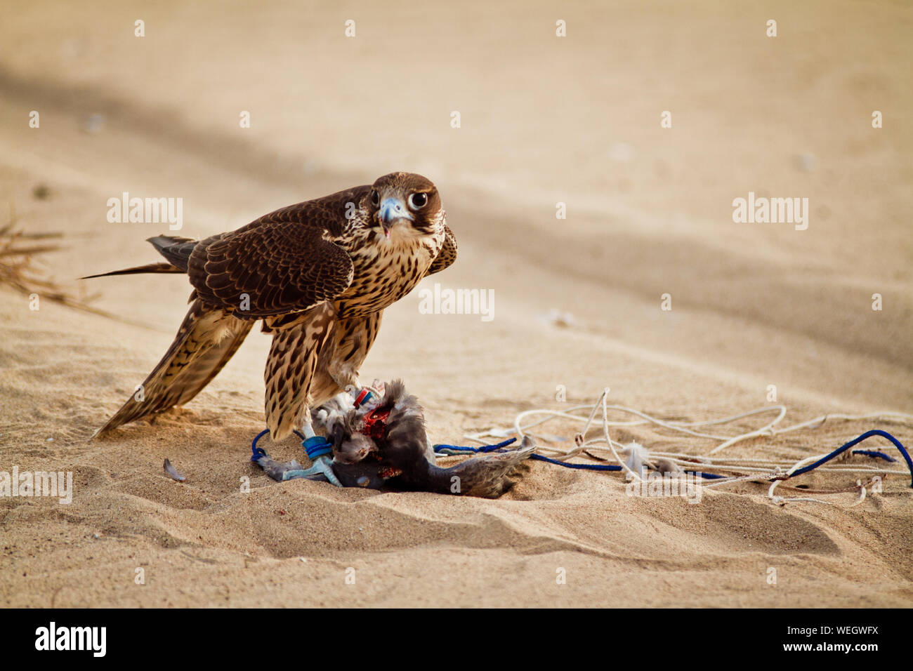 Falcon Hunting Arab High Resolution Stock Photography and Images - Alamy