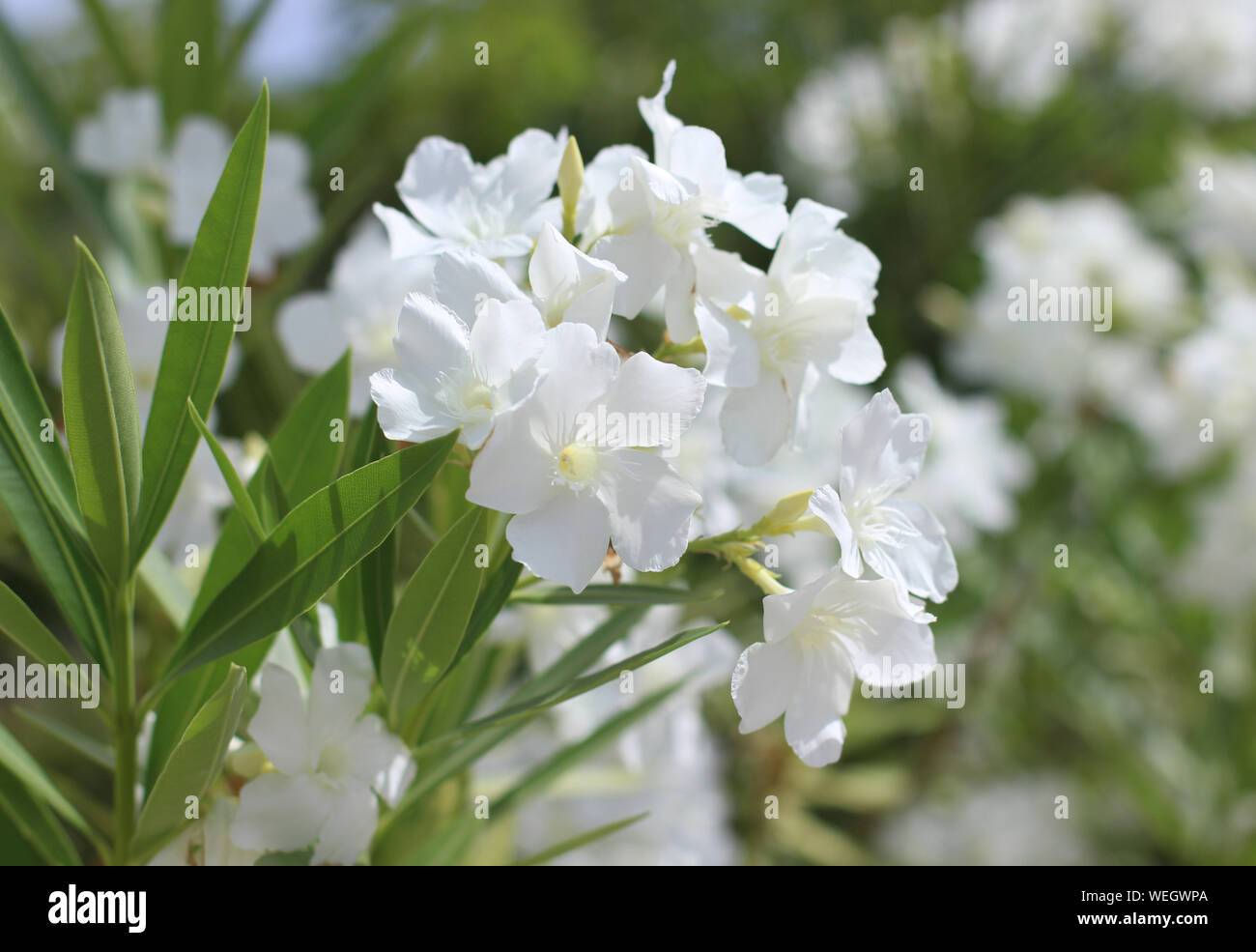 White oleander flower Stock Photo - Alamy