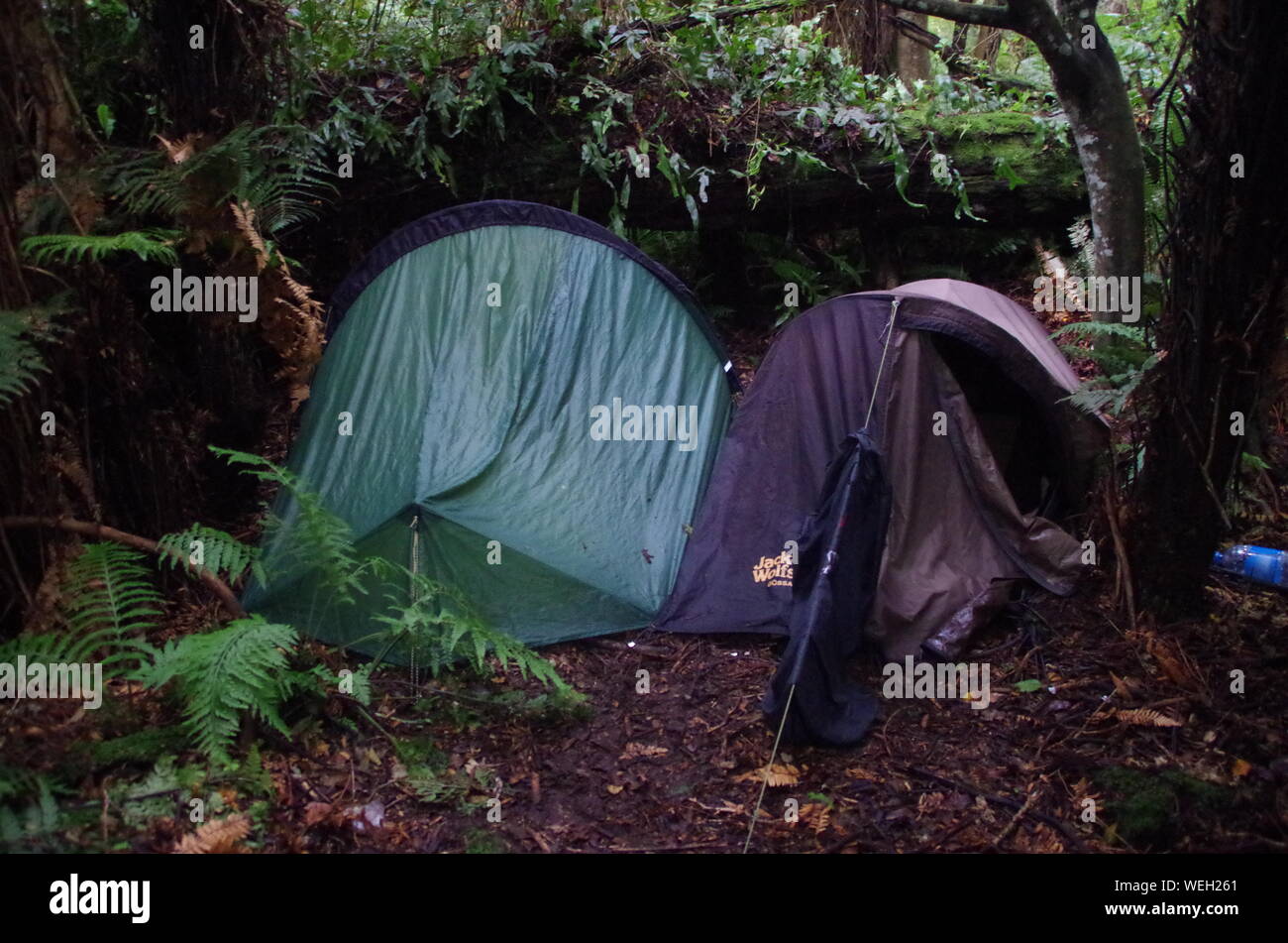 Wild Camping Te Araroa Trail Longwood Forest Southland - 