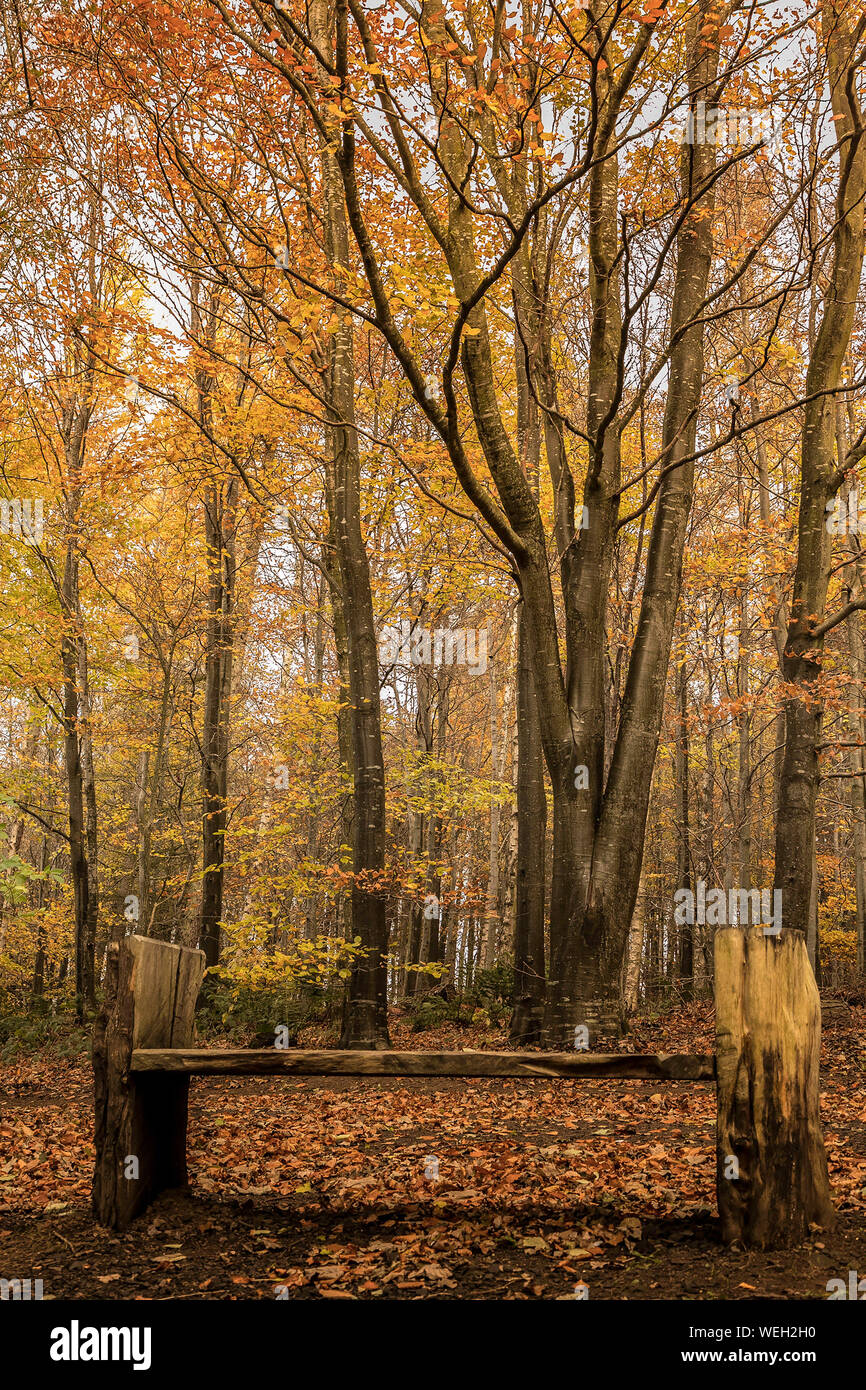 Autumnal park bench Stock Photo