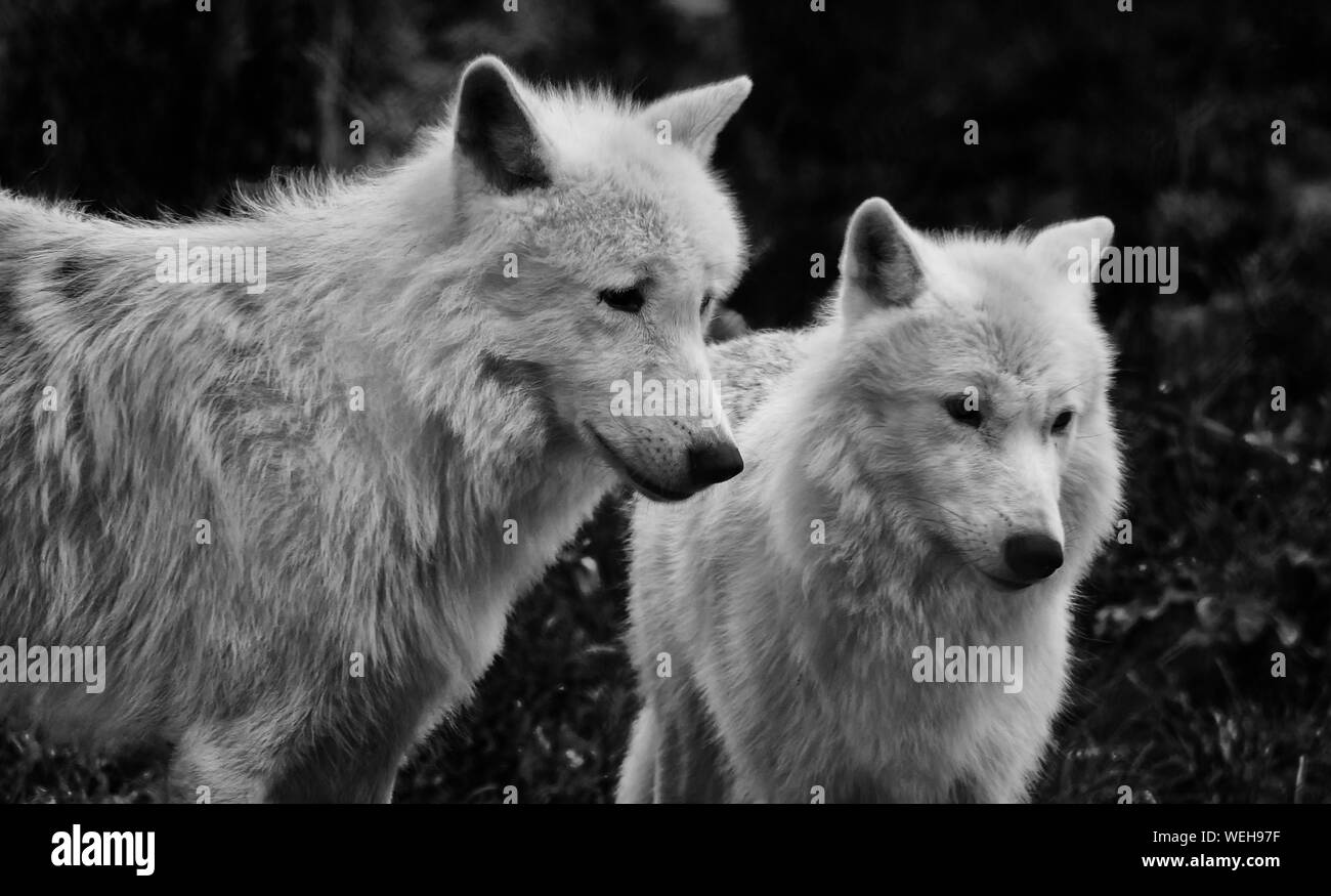 Arctic Wolves At Uk Wolf Conservation Trust Stock Photo
