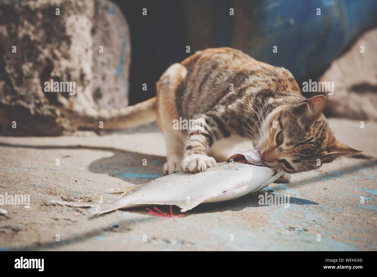 Stray Cat Eating Dead Fish Stock Photo Alamy