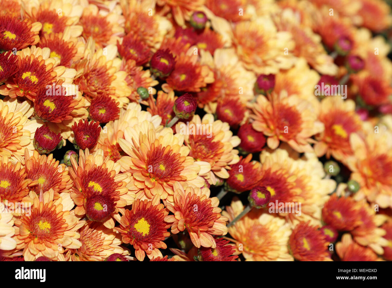 Orange chrysanthemums, colorful floral background, selective focus. Festive beautiful pattern, symbol of autumn Stock Photo