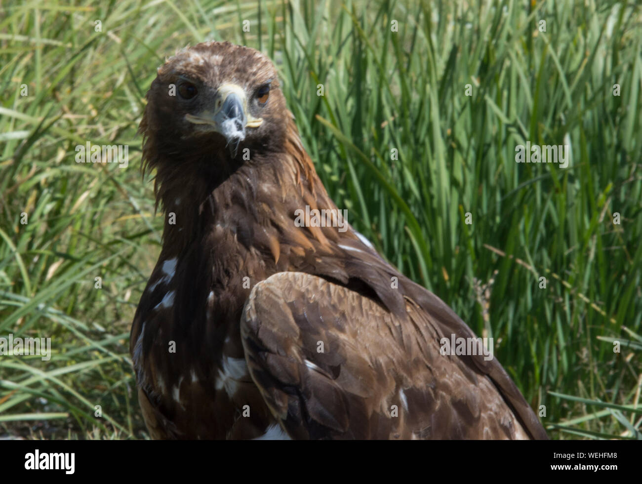 Mongolian golden eagle Stock Photo