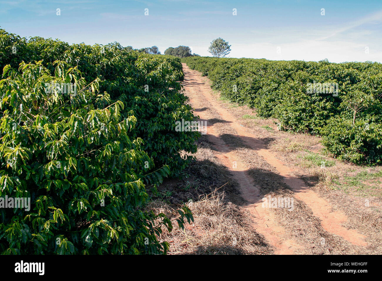 coffee bean production