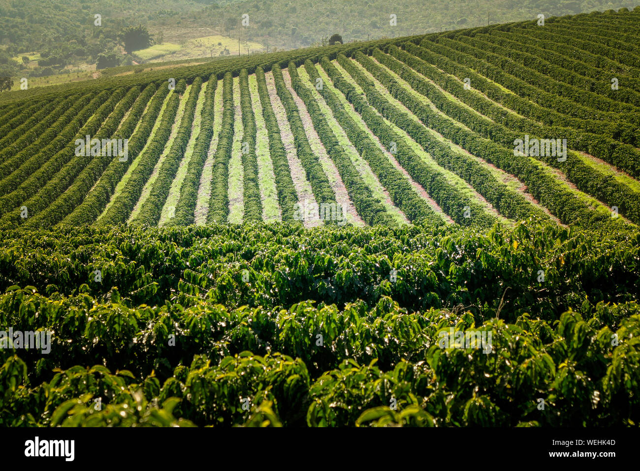 coffee bean production