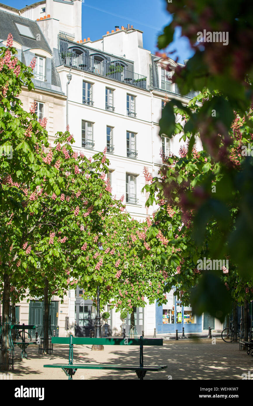 Chestnut trees in bloom in Place Dauphine, Paris, France Stock Photo