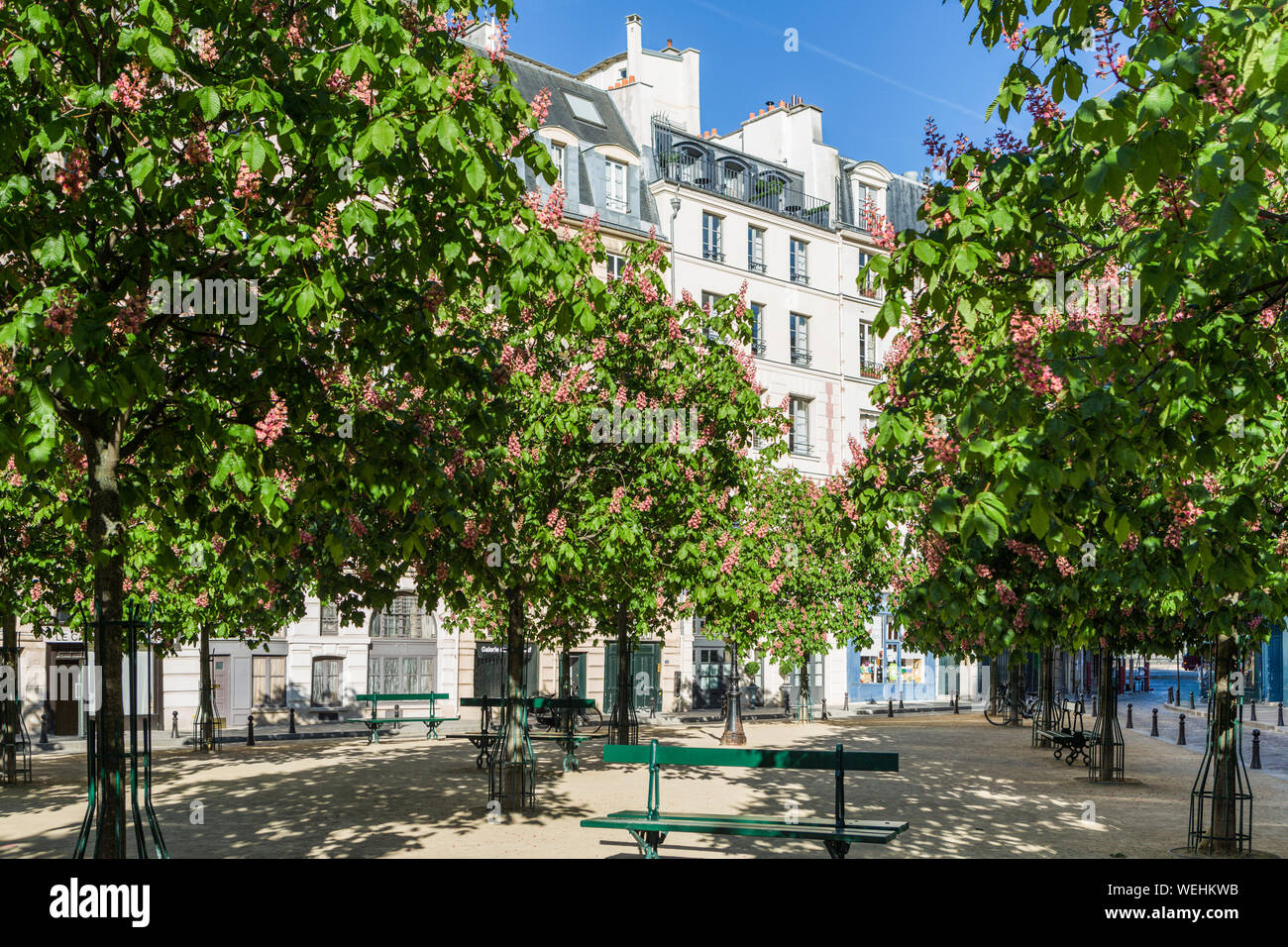 Chestnut trees in bloom in Place Dauphine, Paris, France Stock Photo