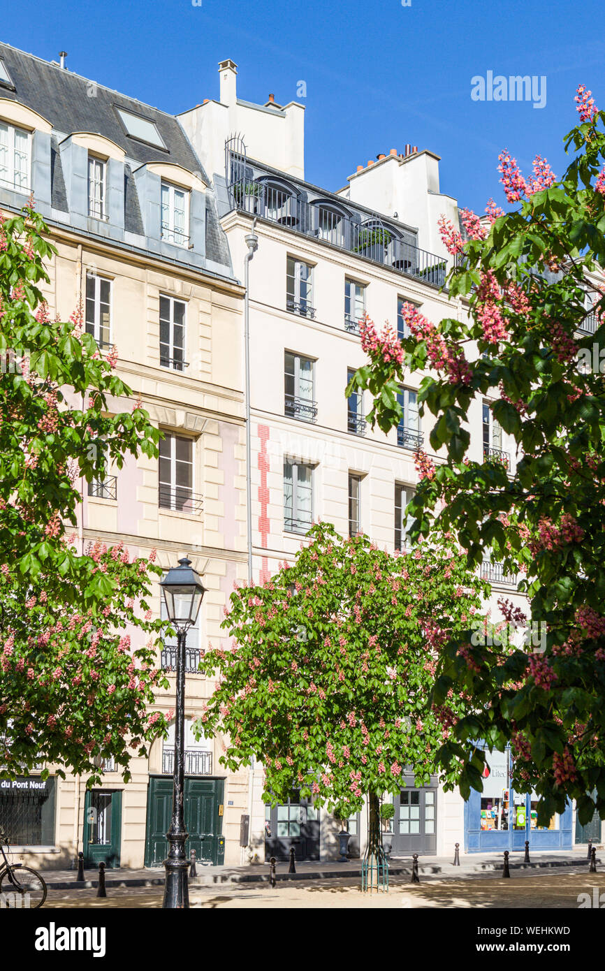 Chestnut trees in bloom in Place Dauphine, Paris, France Stock Photo