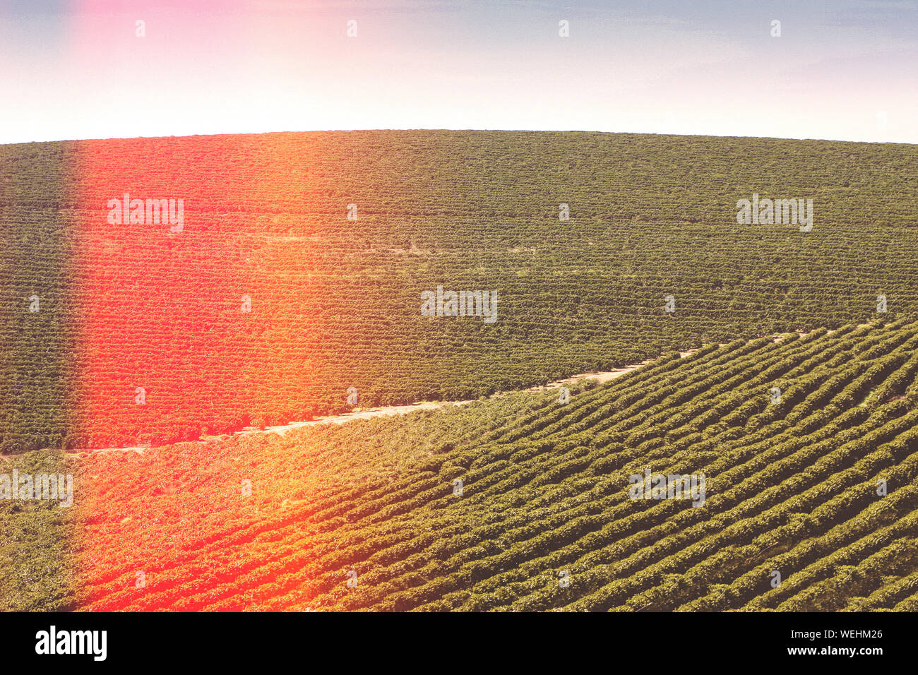 Farm coffee plantation in Brazil View farm with coffee plantation Brazilian coffee bean