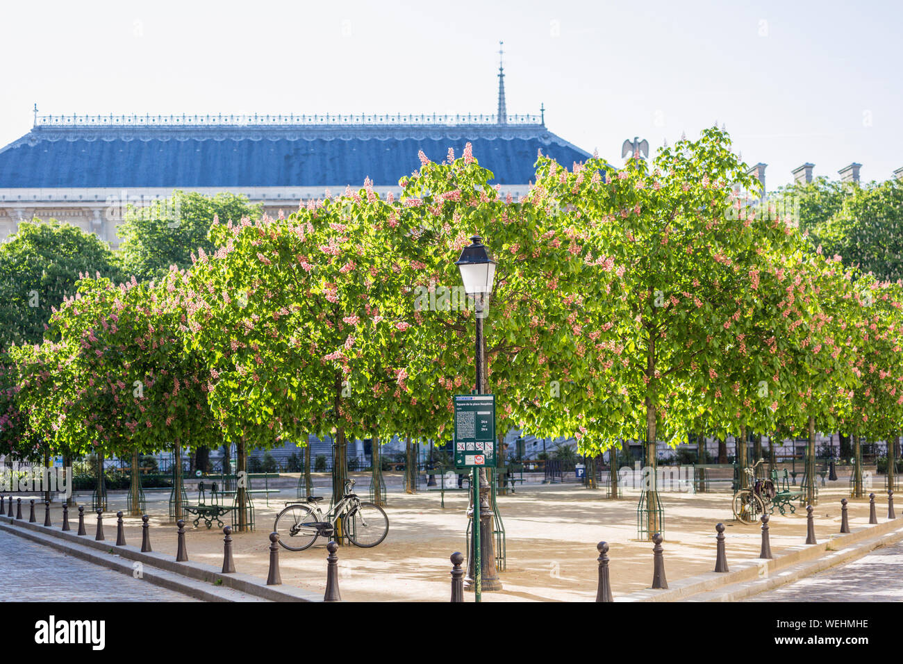 Chestnut trees in bloom in Place Dauphine, Paris, France Stock Photo