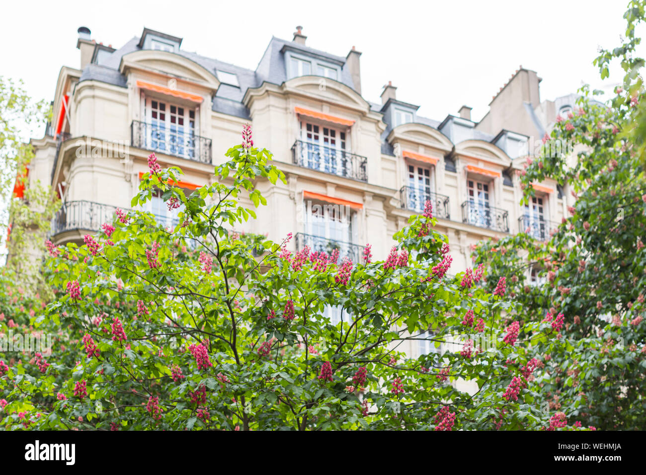 Apartment buildings with orange awnings and chestnut trees in bloom, Avenue Elysée Reclus, Paris, France Stock Photo