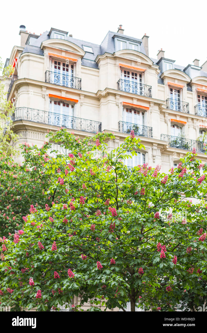 Apartment buildings with orange awnings and chestnut trees in bloom, Avenue Elysée Reclus, Paris, France Stock Photo