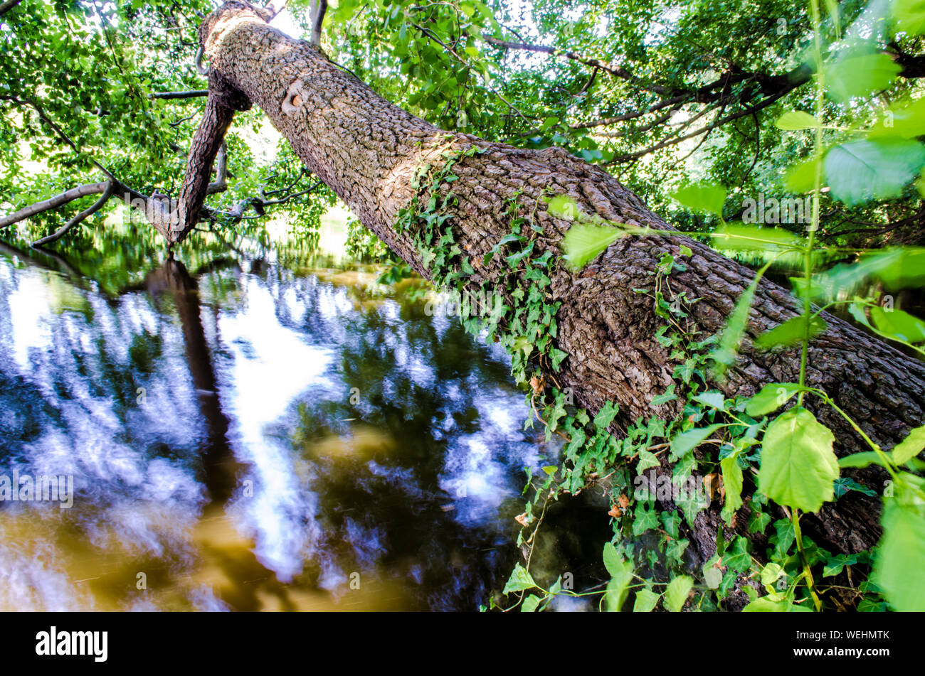Tree Bending Over River Stock Photo Alamy