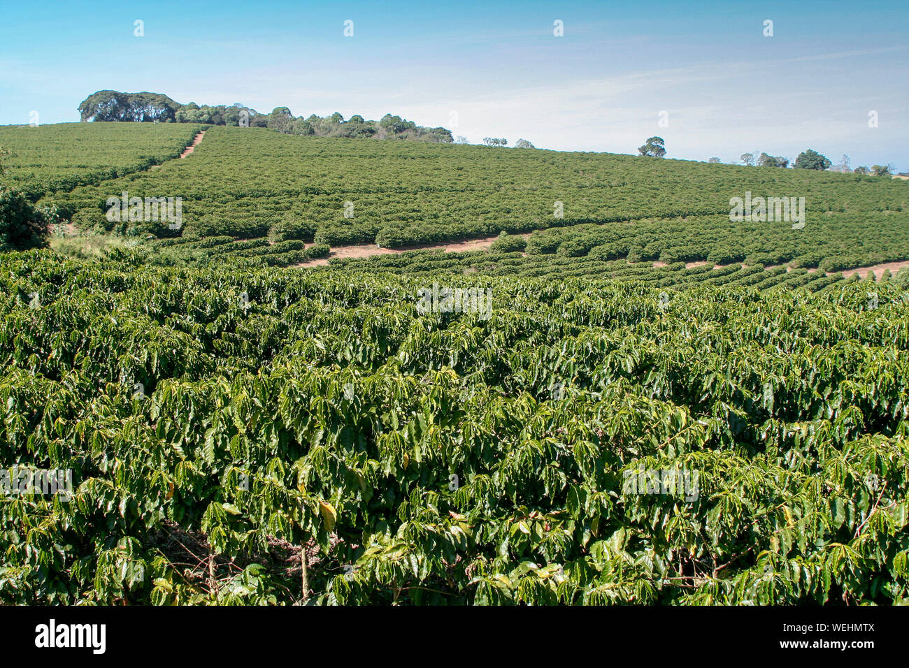 Farm coffee plantation in Brazil View farm with coffee plantation