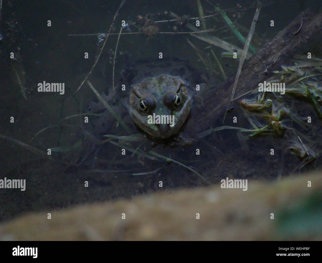 Reptile in water hires stock photography and images Alamy