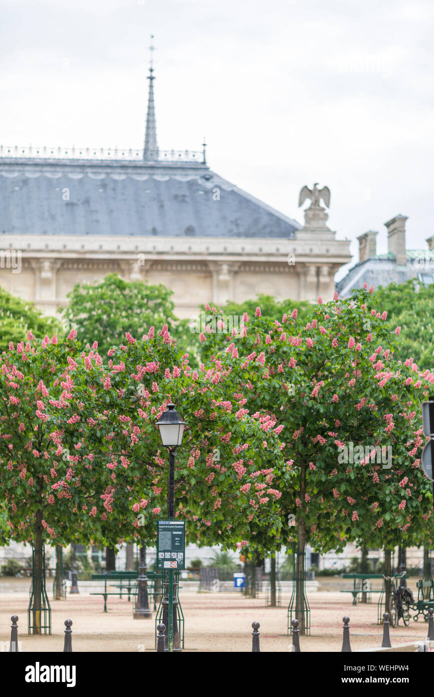 Chestnut trees in bloom in Place Dauphine, Paris, France Stock Photo