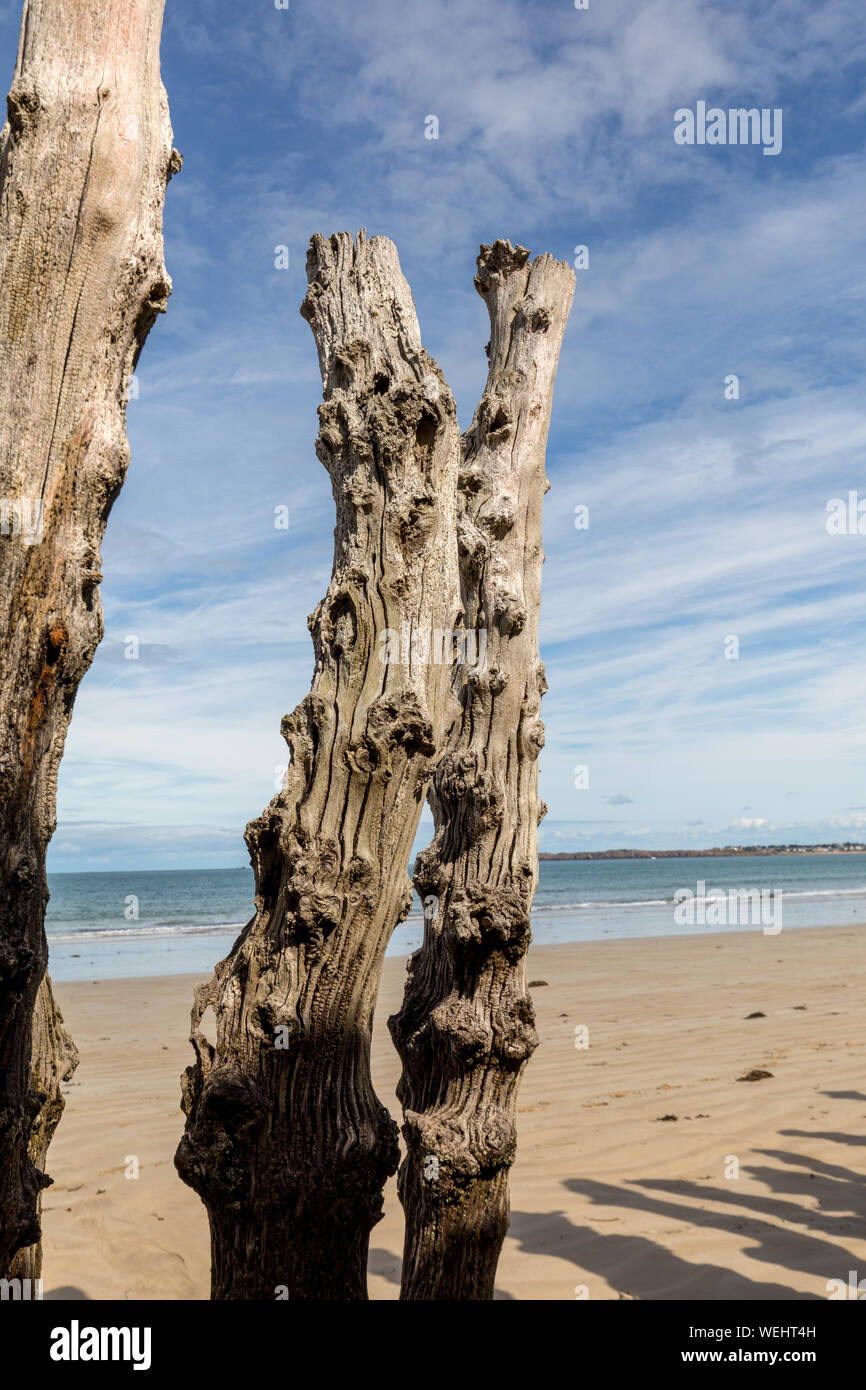 Big Breakwater 3000 Trunks To Defend The City From The