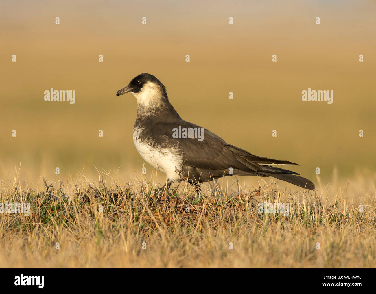 Pomaine Jaeger Nesting on Arctic Tundera Stock Photo