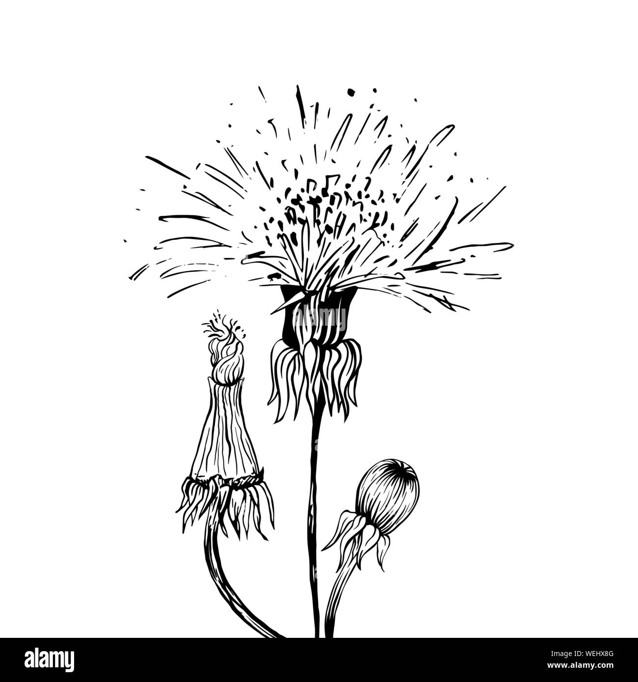 Black And White Dandelion Sketch Notebook by Magictrees & Bumblebees