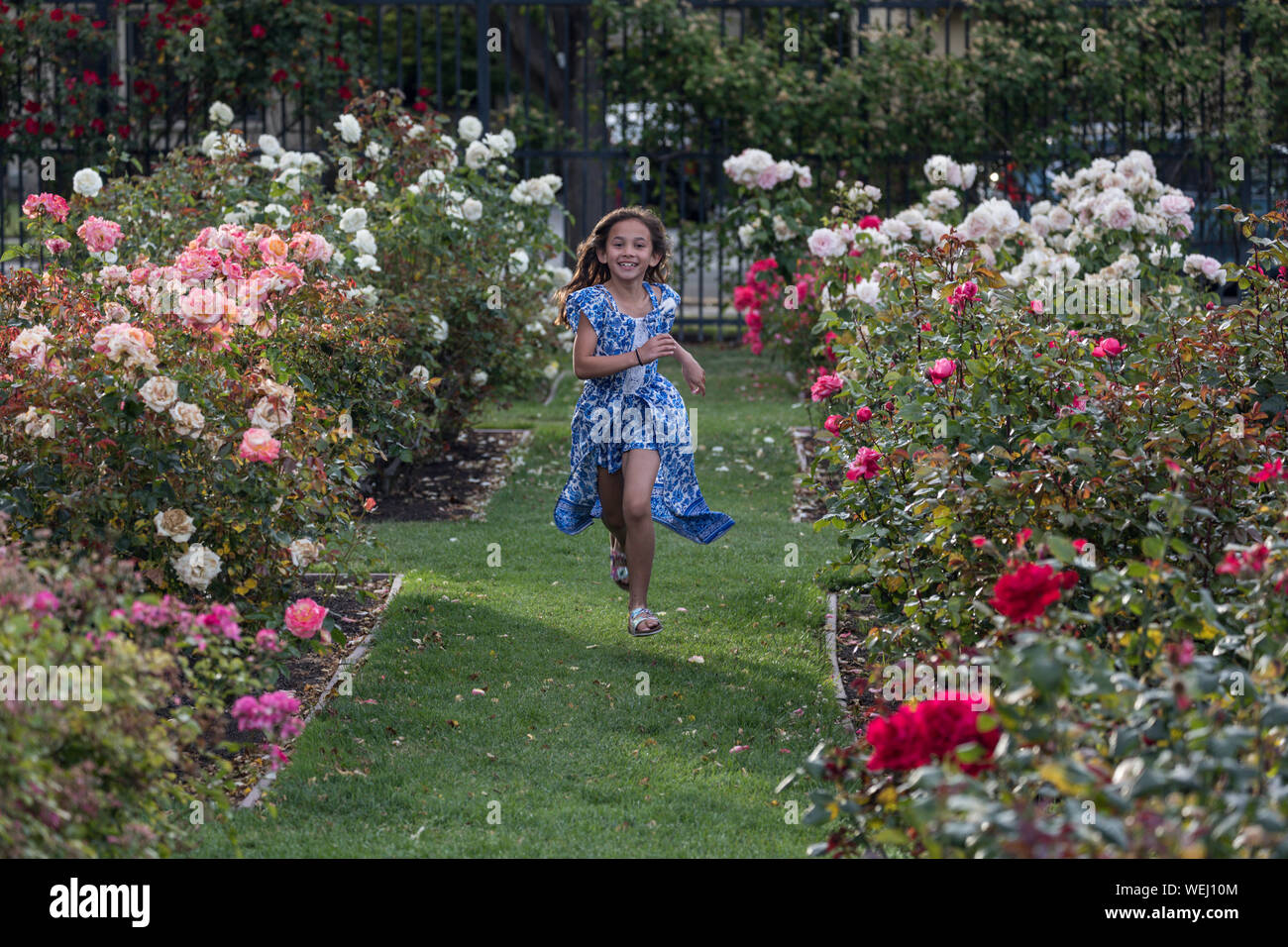 Preteen girl of Asian appearance doing gymnastics in rose garden, San Jose, California Stock Photo