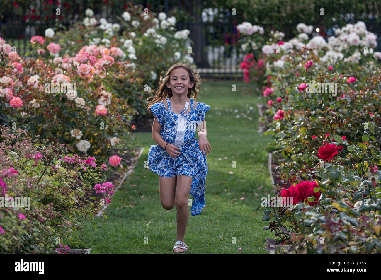 Preteen girl of Asian appearance doing gymnastics in rose garden, San Jose, California Stock Photo