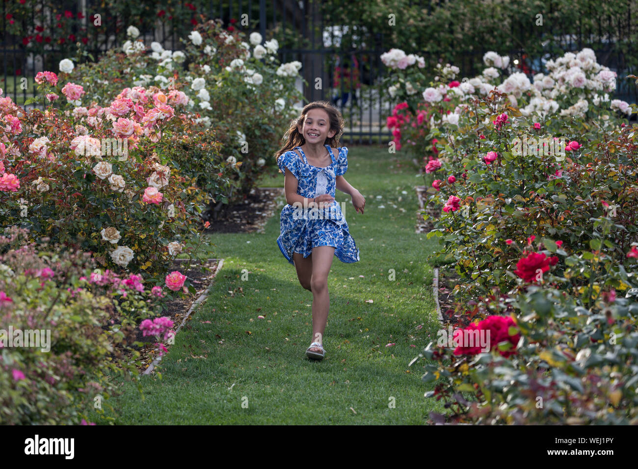 Preteen girl of Asian appearance doing gymnastics in rose garden, San Jose, California Stock Photo