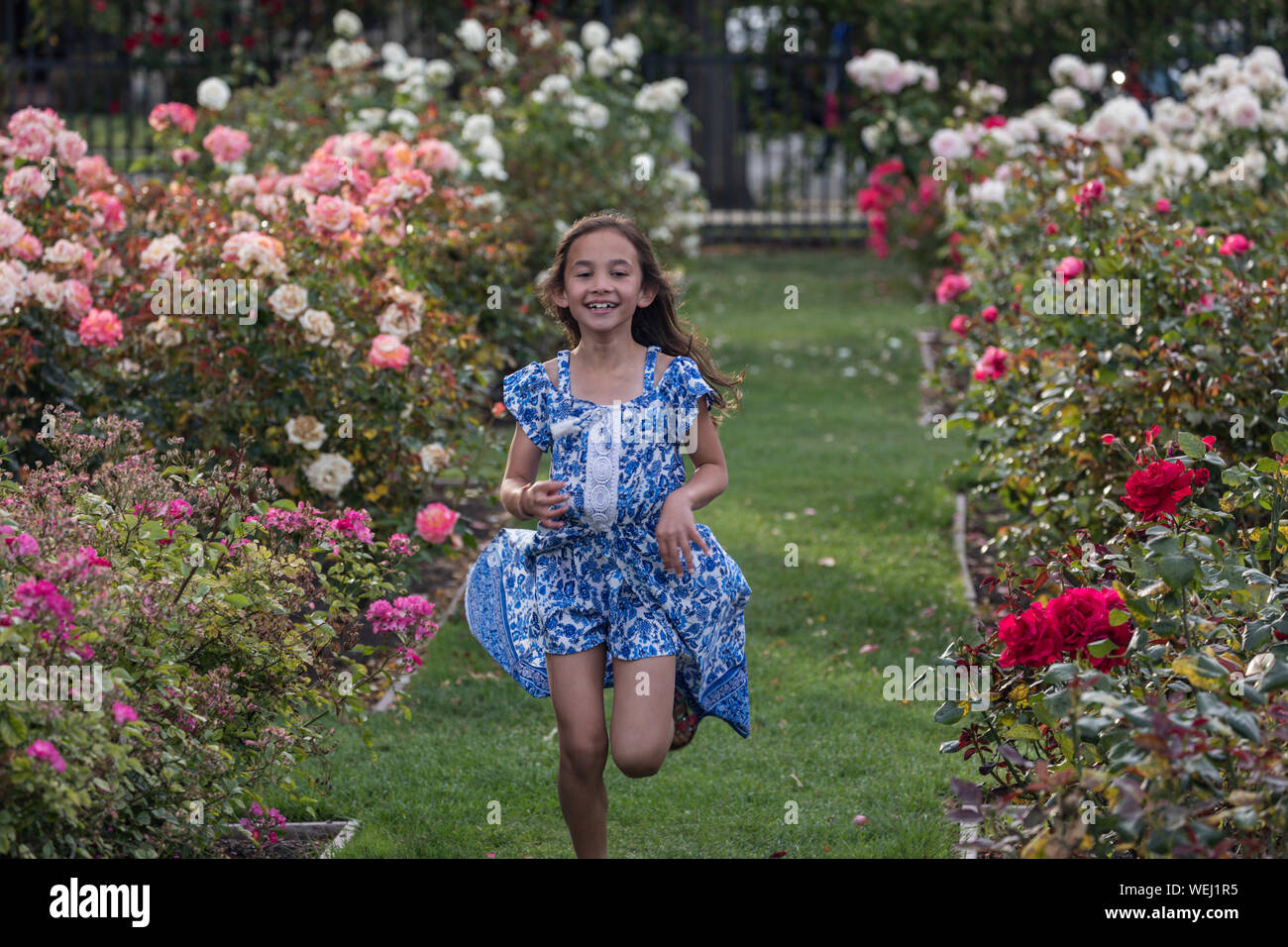 Preteen girl of Asian appearance doing gymnastics in rose garden, San Jose, California Stock Photo