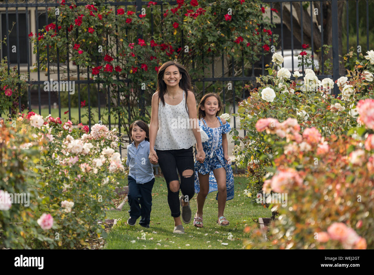 Sisters and brother of Asian and mixed ethnicity running and laughing together in rose garden, San Jose, California Stock Photo