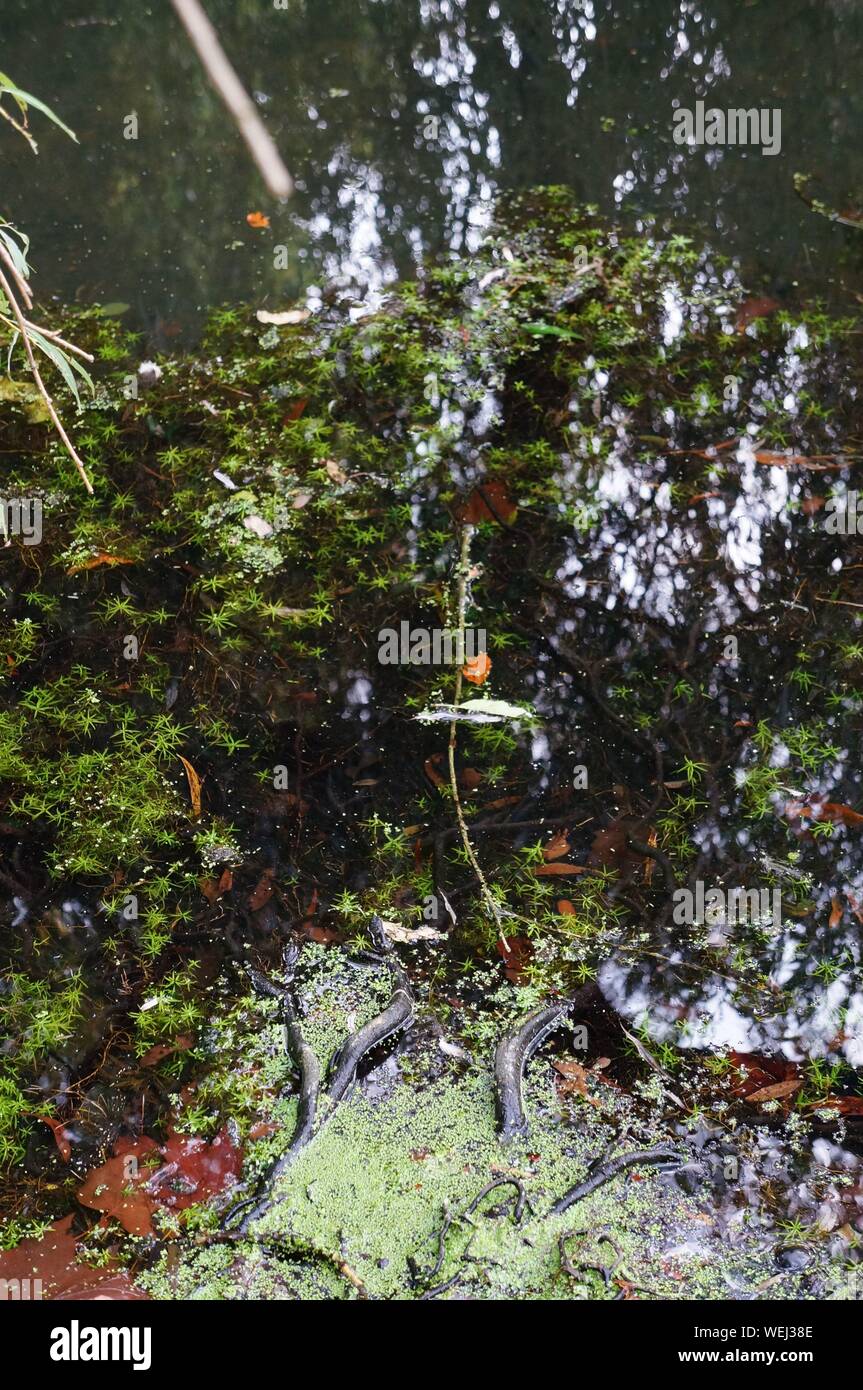 Plants Standing In Water High Resolution Stock Photography and Images Alamy